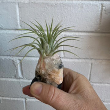 C | Crystal Air Plant