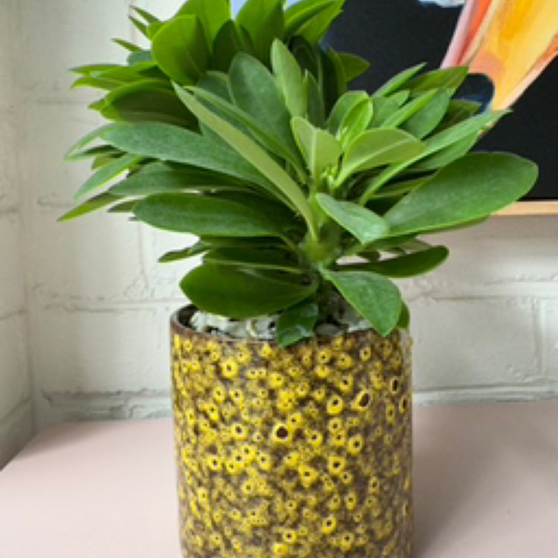 Euphorbia succulenta syn. Monadenium stapeioides in decorative ceramic pot