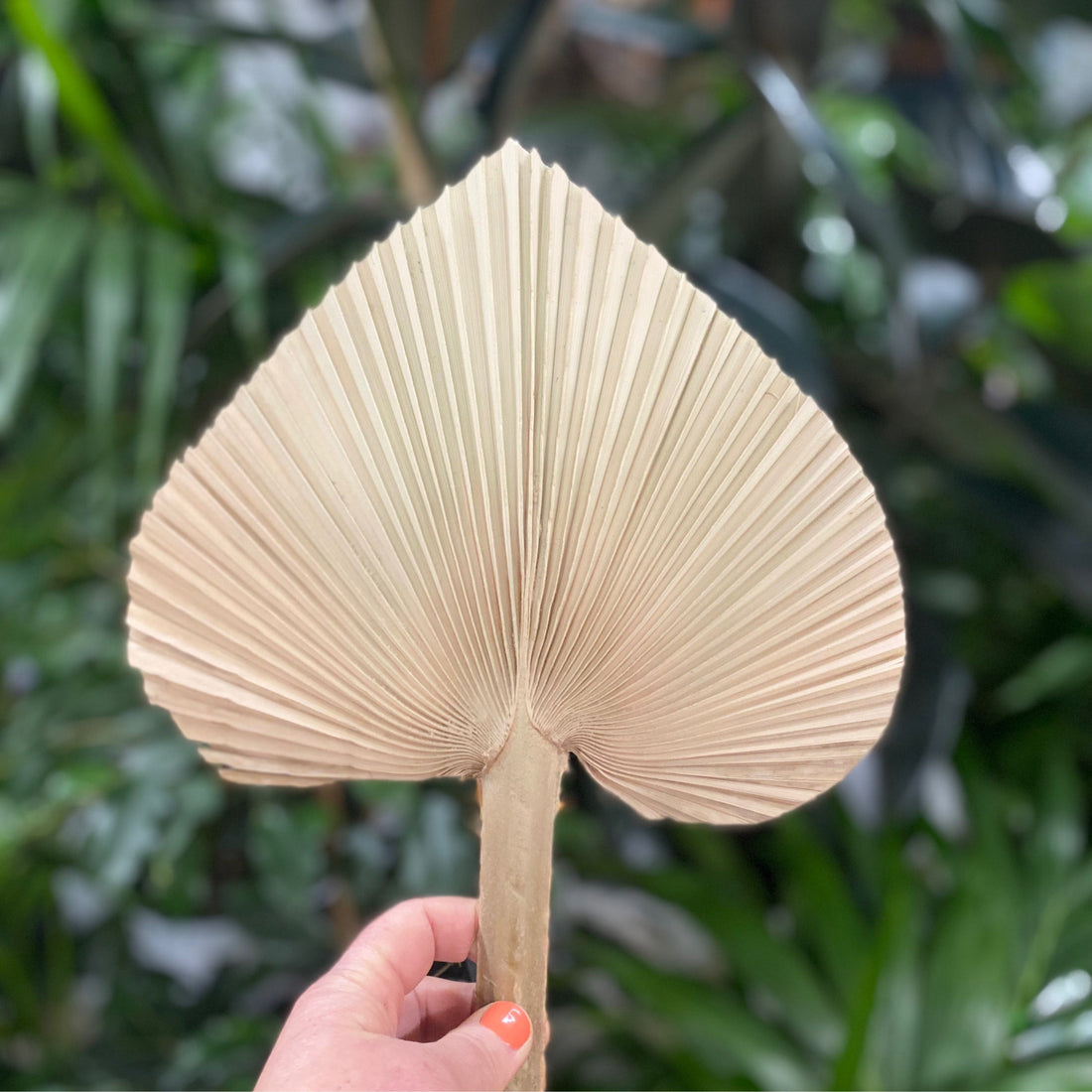 Heart Palm | medium