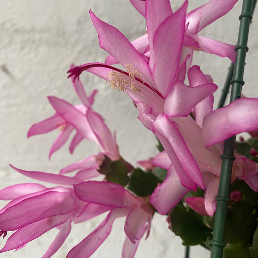 Schlumbergera truncata | Zygo Cactus | 20cm basket