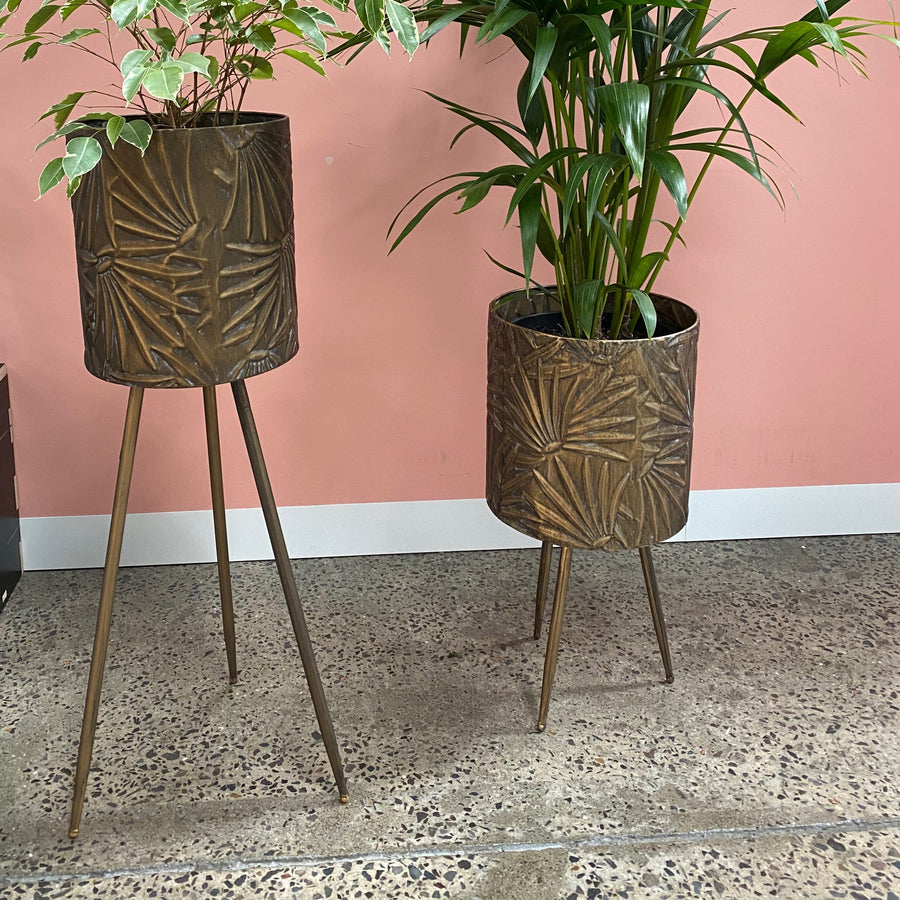 Paradise leggy planters