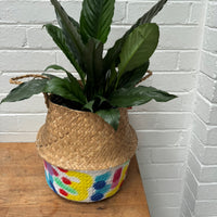 Clare Whitney hand painted basket + Peace Lily combo