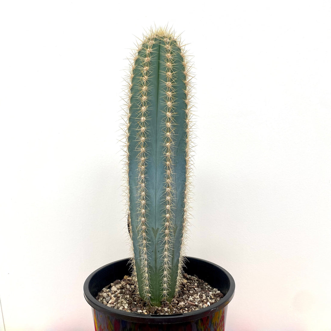 Micranthocereus purpureus