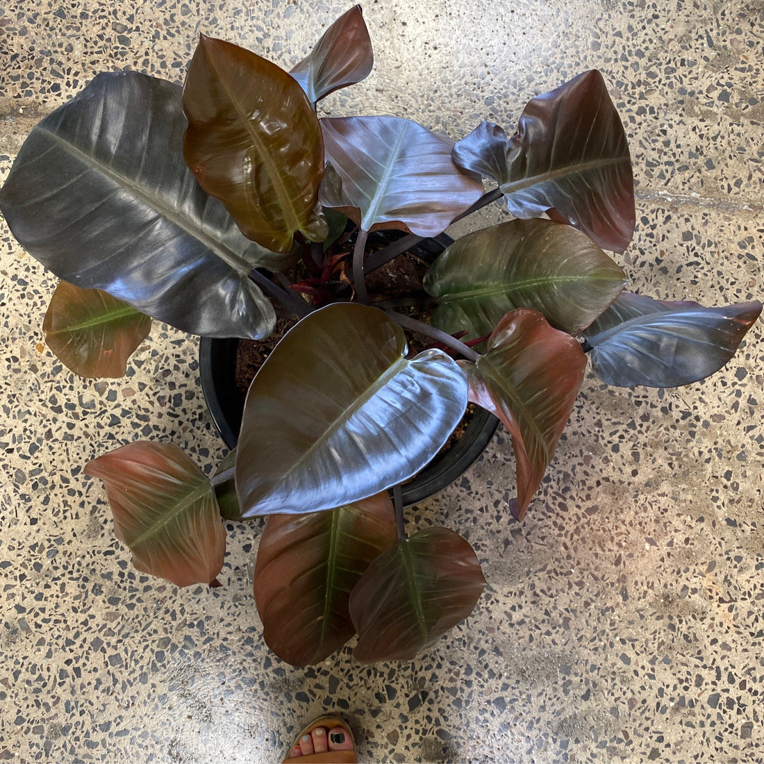 Philodendron Rojo Congo