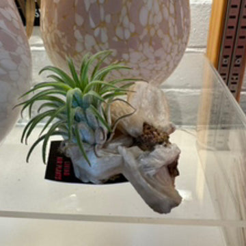 D | Crystal Air Plant