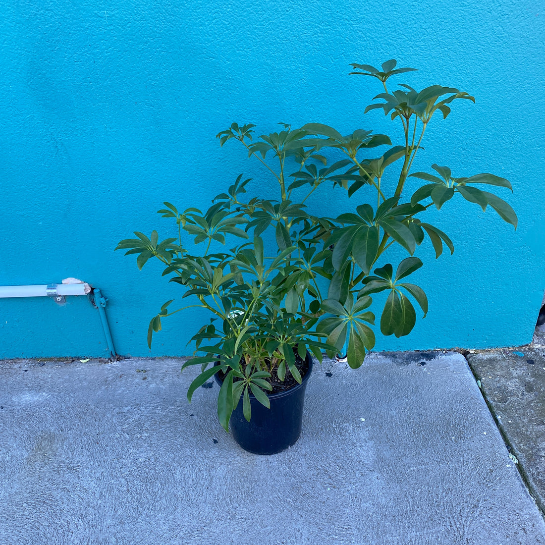 Schefflera arboricola