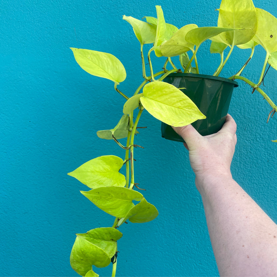 Epipremnum Goldielocks