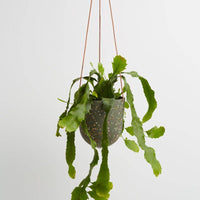 Terrazzo Hanging Pot | Agave Terrazzo
