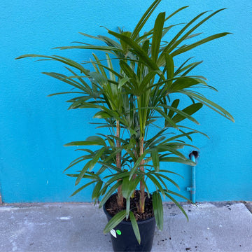 Rhapis excelsa | Lady Finger Palm