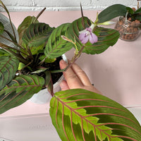 Maranta leucneura erythroneura | Red Veined Maranta