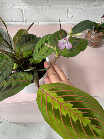Maranta leucneura erythroneura | Red Veined Maranta