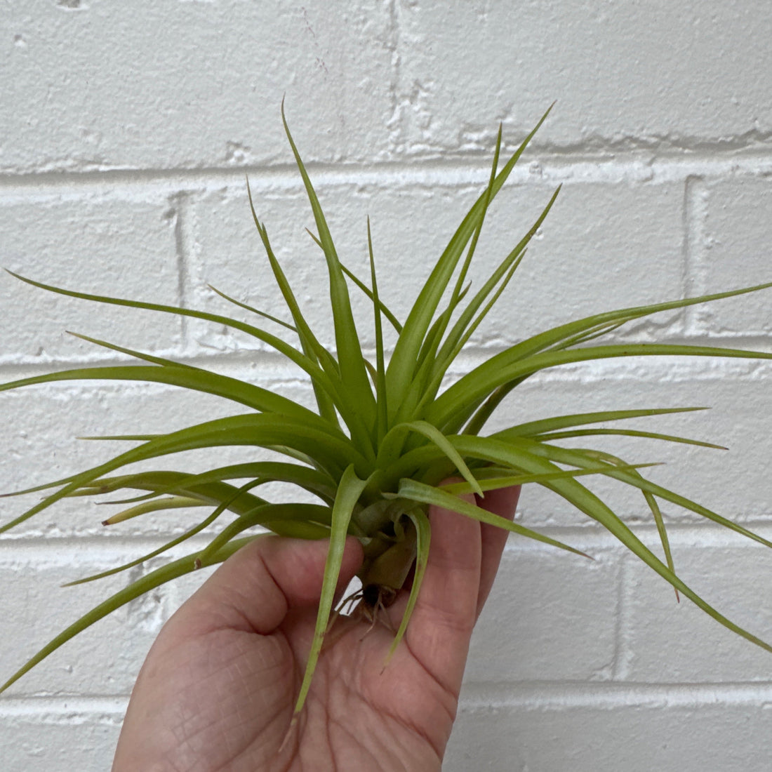 Large Tillandsia | size 2