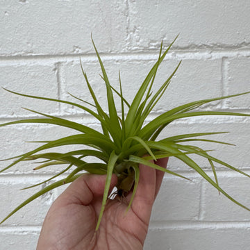 Large Tillandsia | size 2