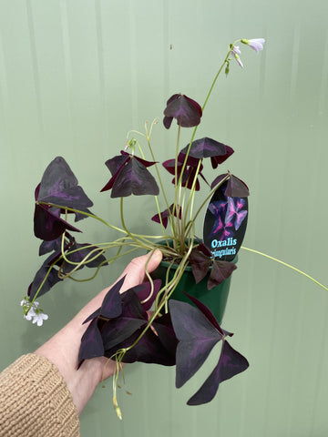 Oxalis triangularis | Purple Shamrock