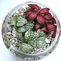 Fish bowl terrarium mixed fittonia