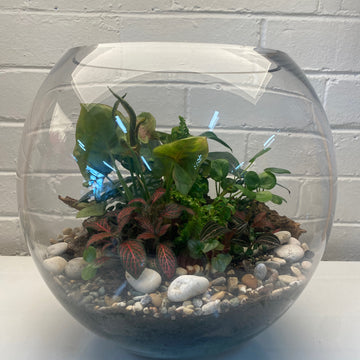 33x32cm Glass Fish Bowl Terrarium