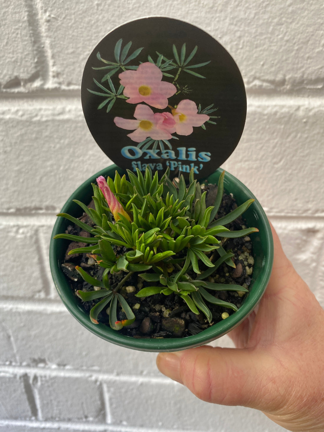 Oxalis flava Pink