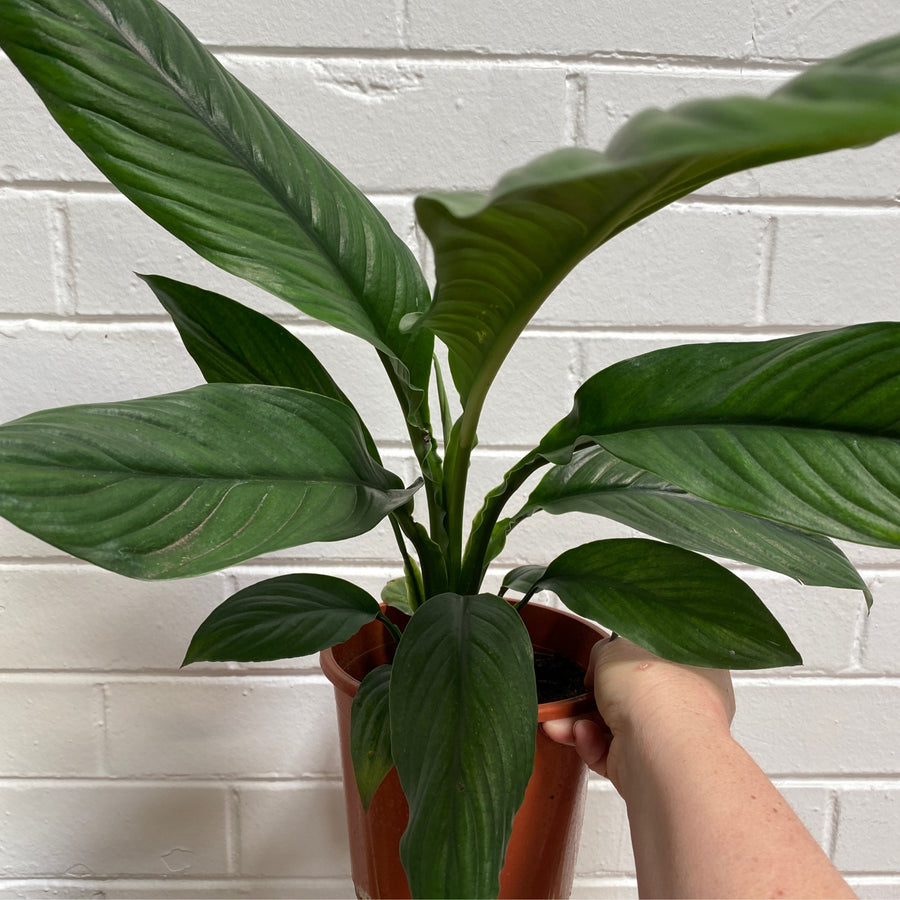 Spathiphyllum Sensation | 17cm