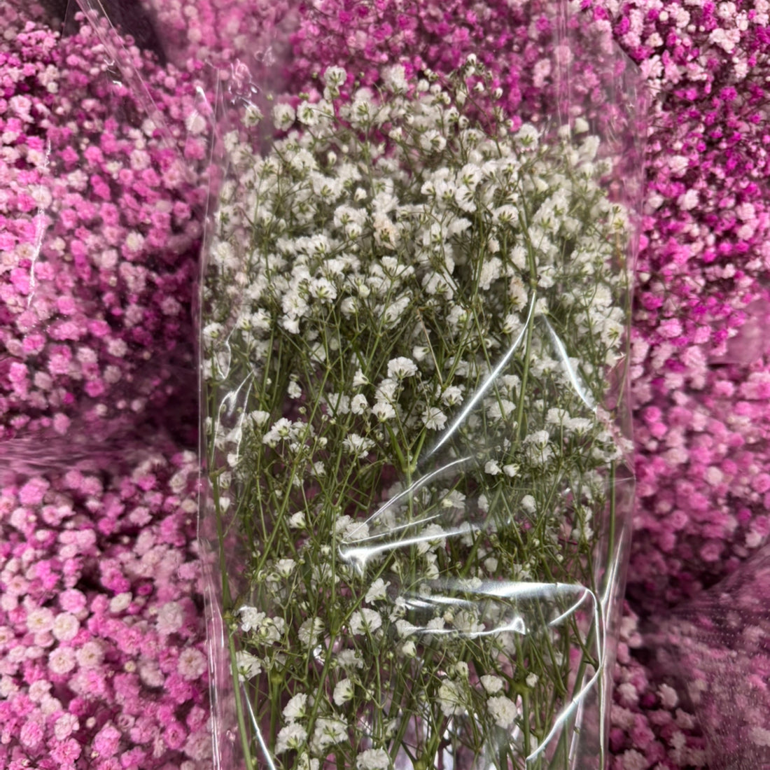 Gyp | Babies Breath | White