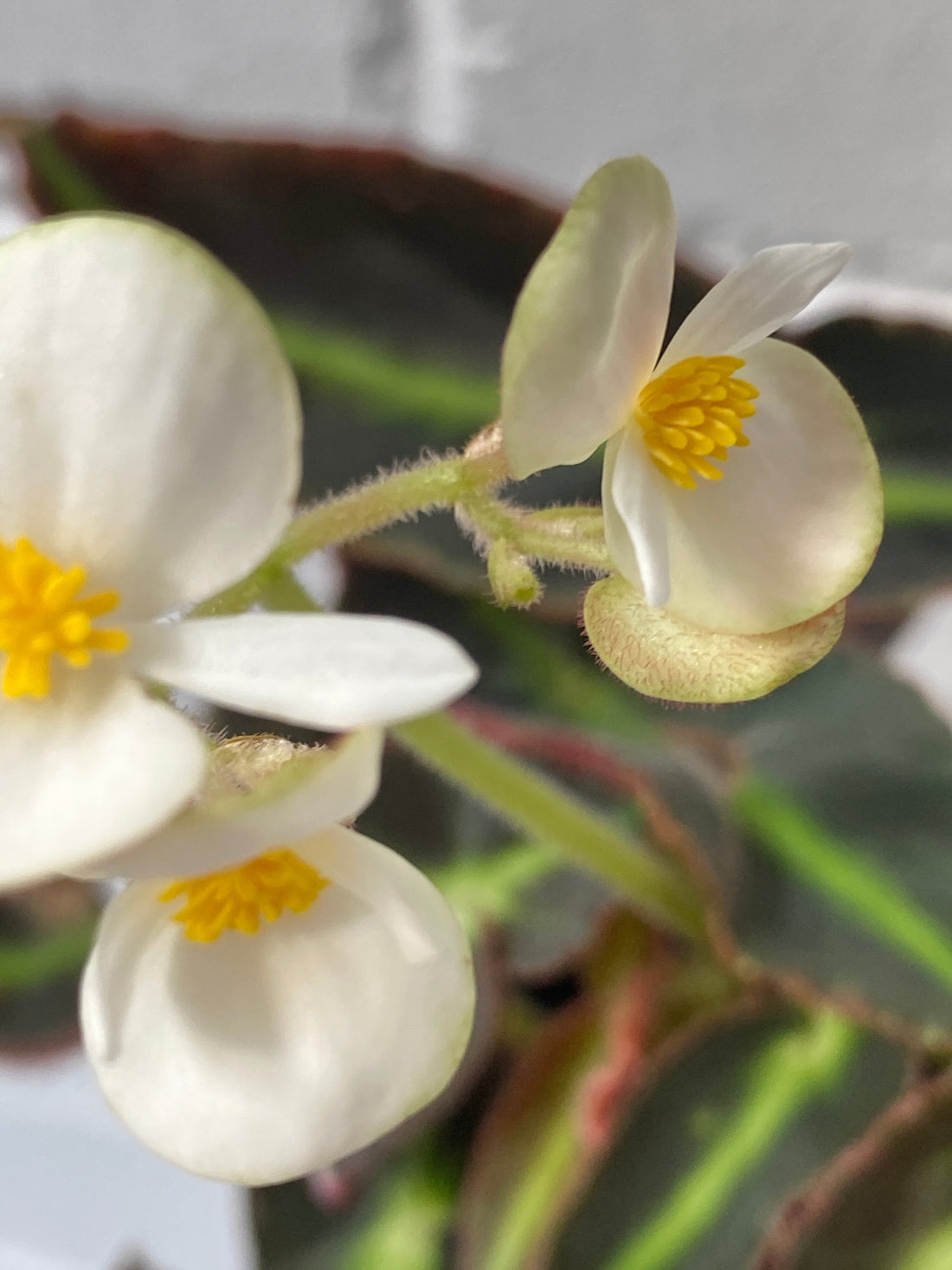 Begonia listada | The Striped Begonia
