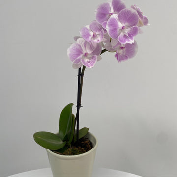 Phalaenopsis Orchid