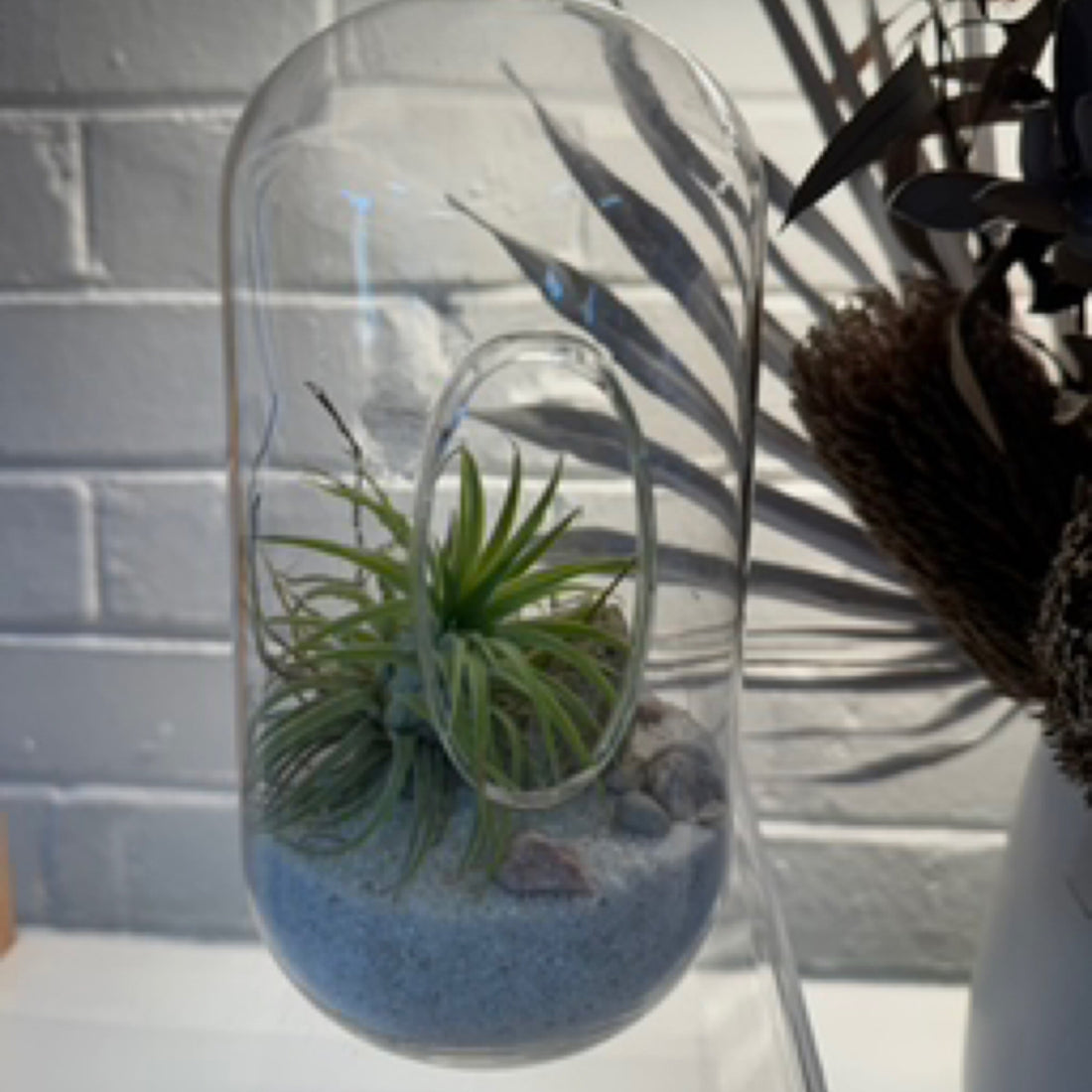 Air Plant Hanging Terrarium