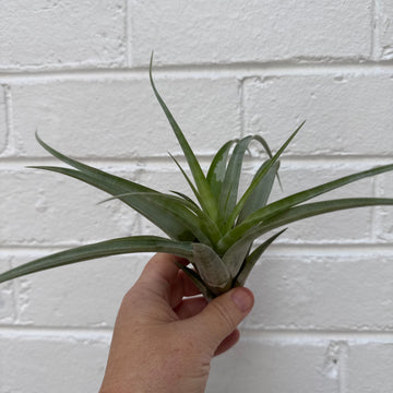 Large Tillandsia | size 3