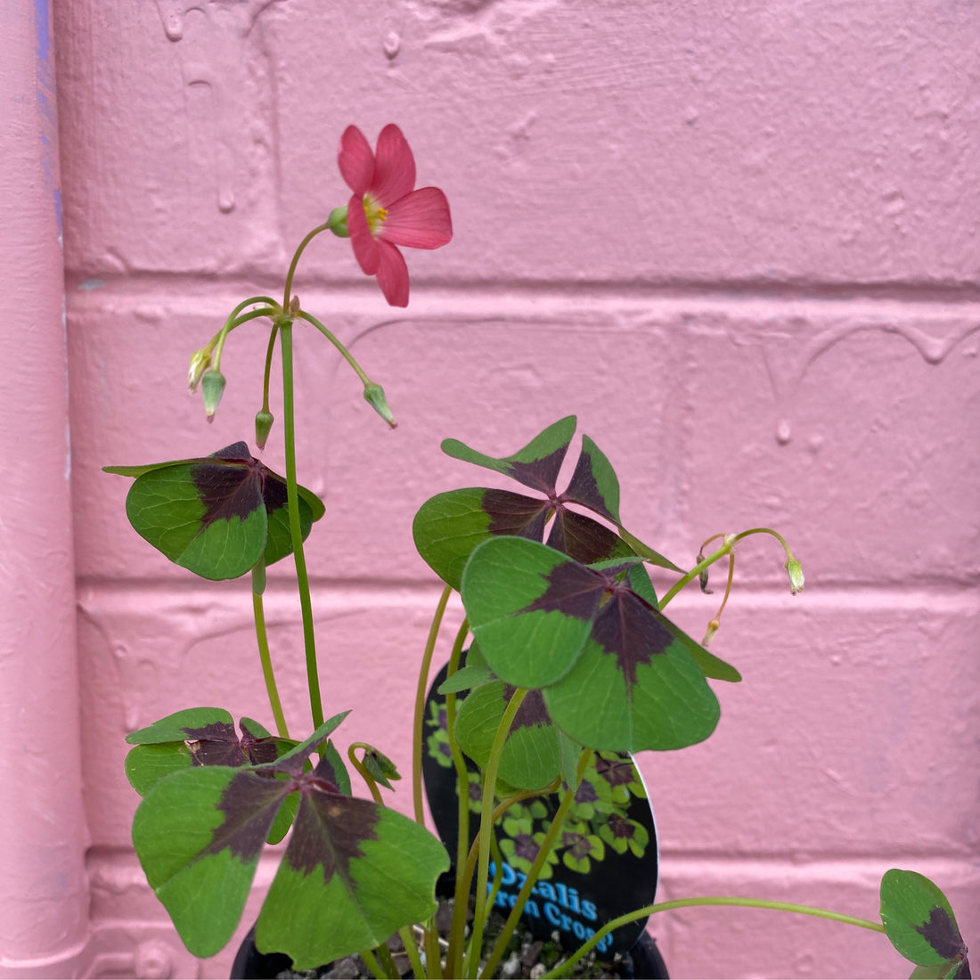 Oxalis ‘Iron Cross’