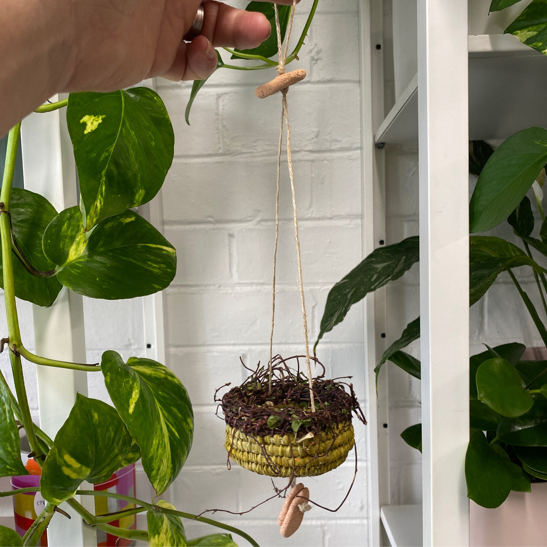 Tam Botanicals Air Plant Basket in Lime