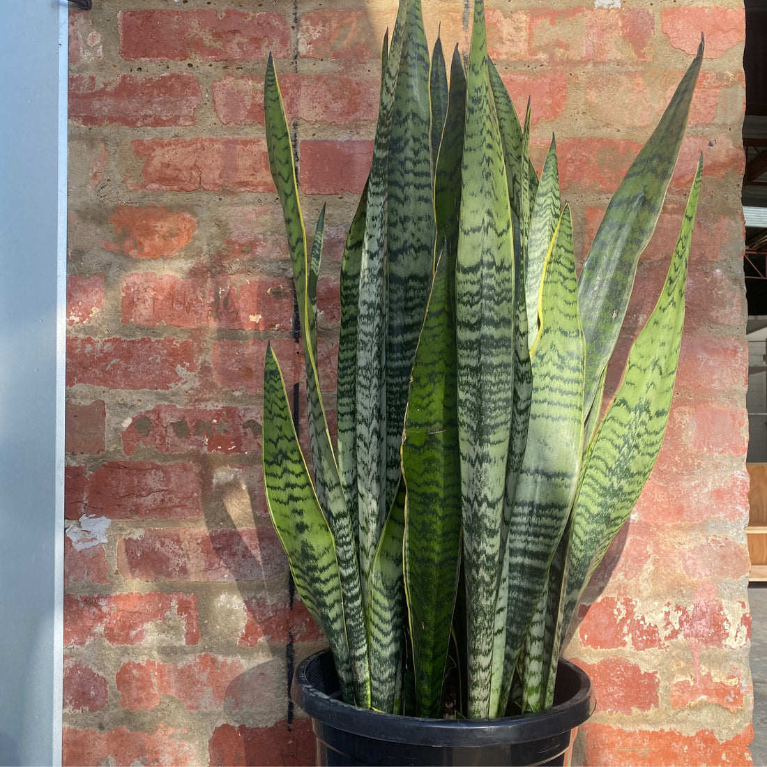 Sansevieria trifascata 300mm Pot