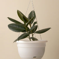 340mm Mr Kitly Self Watering Hanging Basket In Natural