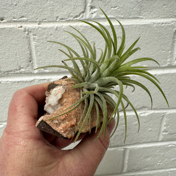D | Crystal Air Plant