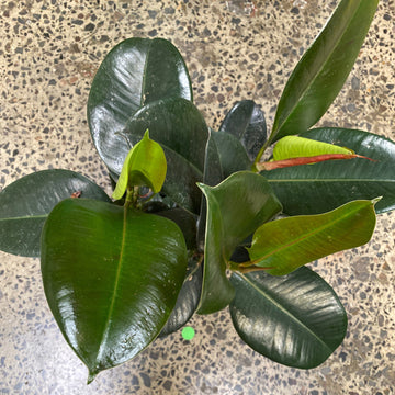 Ficus elastica Burgundy