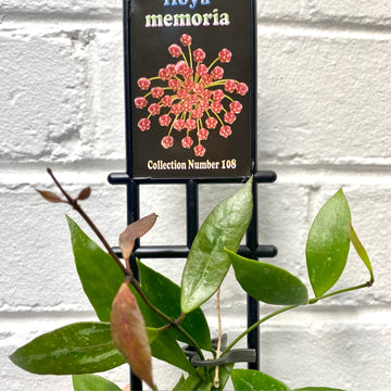 Hoya memoria | 108