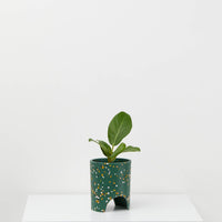 Archie Pot | Small | Emerald Terrazzo