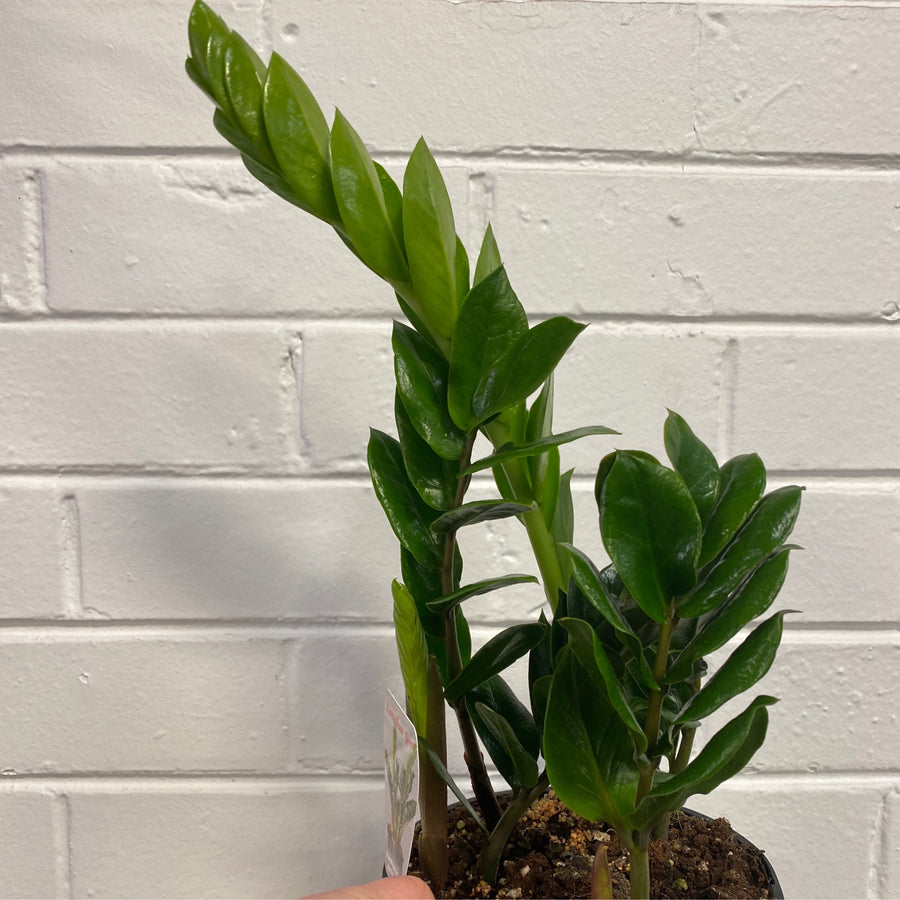 Zamioculcas zamiifolia | ZZ Plant