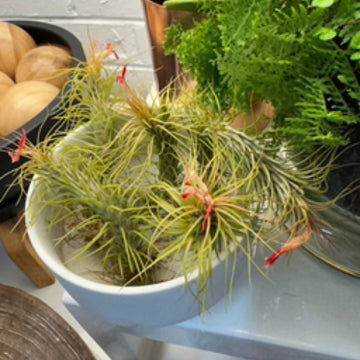 Tillandsia spp.