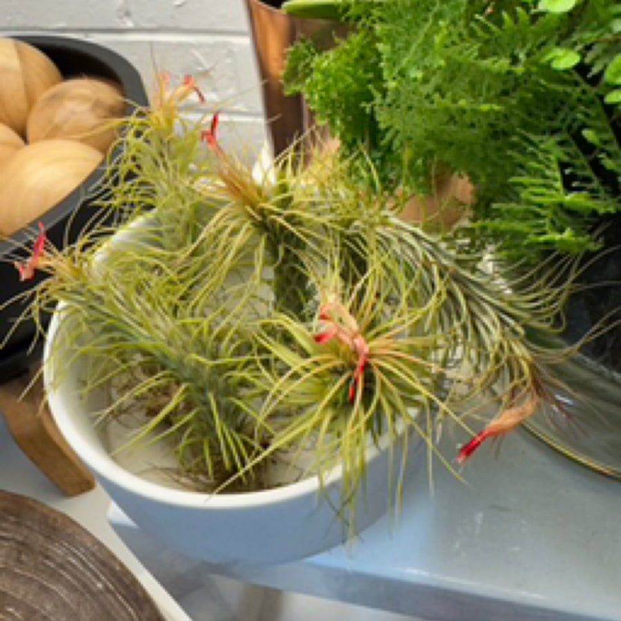 Tillandsia spp.