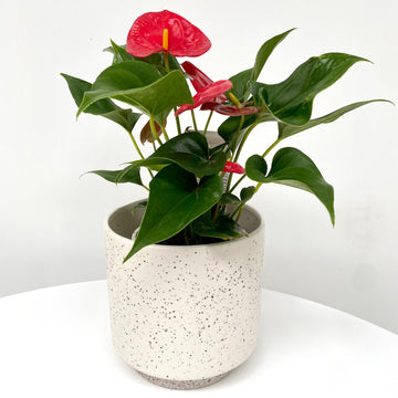 Anthurium + Pot combo