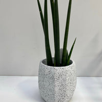 Sansevieria cylindrica