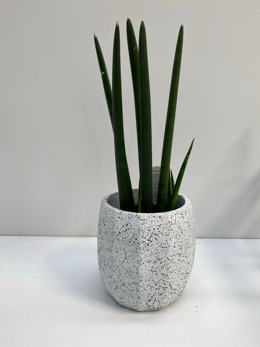 Sansevieria cylindrica