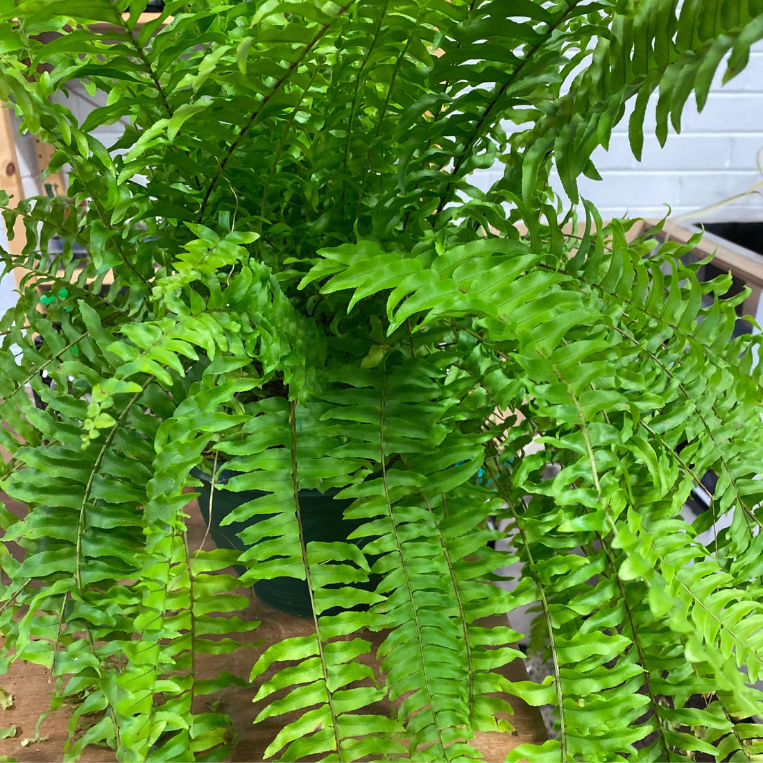 Nephrolepis exaltata | Boston Fern