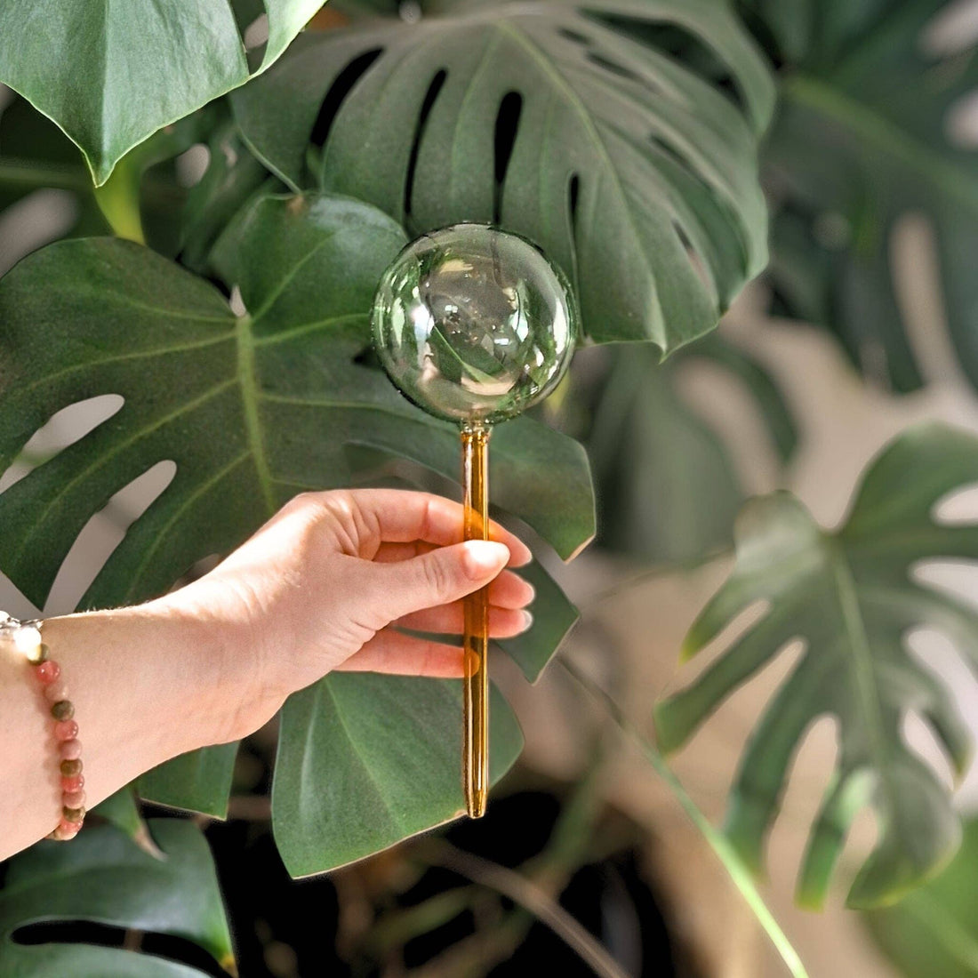 We the Wild | Self-Watering Plant Globes