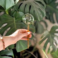 We the Wild | Self-Watering Plant Globes