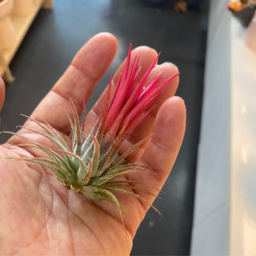 Tillandsia ionantha small