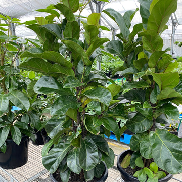 Ficus Lyrata Bambino