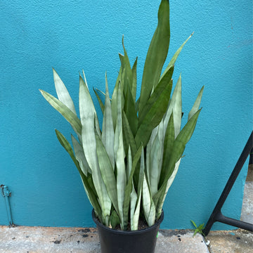 Sansevieria ‘Moonshine’