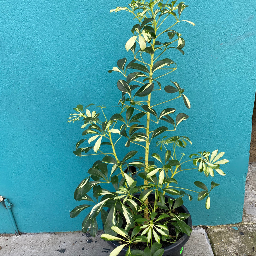 Schefflera Madame de Smet