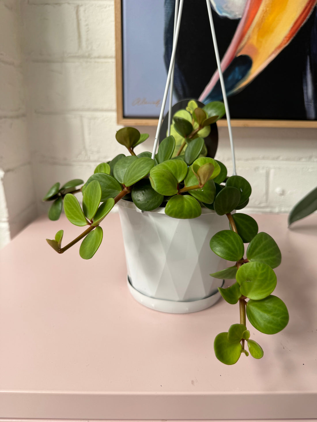 Peperomia deppeana x Peperomia quadrifolia 'Hope'