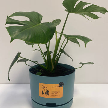 Monstera ‘Tauerii’ + Mr Kitly